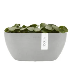 Ecopots Kunststoff-Schale Sofia Mit Wassersystem, Oval, Ca. B30/H13,5/T13 Cm -Pflanzenbedarf Geschäft 6614903 WE FS 004 EcopotsKunststoffSchaleSofiamitWassersystemoval