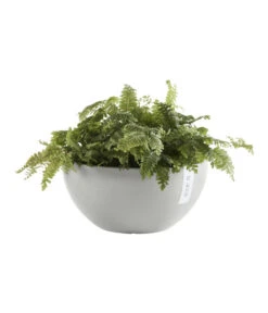 Ecopots Kunststoff-Topf Brussels, Rund 10 Ecopots Kunststoff-Topf Brussels, Rund -Pflanzenbedarf Geschäft 6614978 WE FS 003 EcopotsKunststoffTopfBrusselsrund