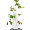 Gusta Garden Erdbeerbaum Sissi Strawberry Starter, Ca. B32/H77/T27 Cm -Pflanzenbedarf Geschäft 6626998 WE FS 001 SissiStrawberry