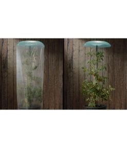 KHW Tomatenhut -Pflanzenbedarf Geschäft 6818819 WE DE 001 Tomatenhut 2erSet