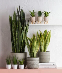 Dehner Beton-Übertopf Gaby, Rund, Ca. Ø7,5 Cm -Pflanzenbedarf Geschäft 6874994 6875009 1584218 6733604 WE MO 001 TopfLucianGruen