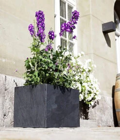 Climaqua Schiefer-Kasten Recto, Rechteckig -Pflanzenbedarf Geschäft 6877898 WE MO 001 ClimaquaSchieferKastenRectorechteckig