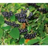 Apfelbeere, Aronia 'Viking' 1 Apfelbeere, Aronia 'Viking' -Pflanzenbedarf Geschäft 7045644 BildD 001 AroniaAroniaMelanocarpaViking
