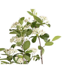 Apfelbeere, Aronia 'Viking' -Pflanzenbedarf Geschäft 7045644 PR DE 001 AroniaMelanocarpaViking3LDehnerExpressHerzig