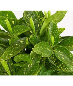 Buntlaubige Aukube 'Variegata' 5 Buntlaubige Aukube 'Variegata' -Pflanzenbedarf Geschäft 7046071 WE DE 001 AucubaAkubeJaponicaVariegata3LDehnerExpressHerzig
