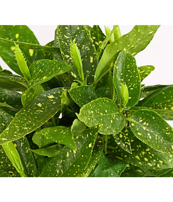 Buntlaubige Aukube 'Variegata' 4 Buntlaubige Aukube 'Variegata' – Bild 2