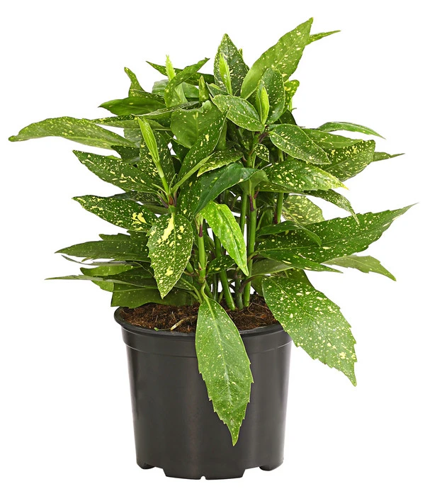 Buntlaubige Aukube 'Variegata' 3 Buntlaubige Aukube 'Variegata'