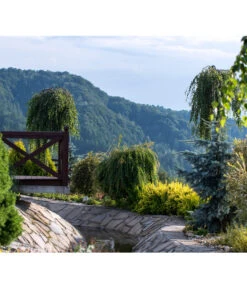 Trauer-Birke 'Youngii' 6 Trauer-Birke 'Youngii' -Pflanzenbedarf Geschäft 7075187 WE MO 001 HaengebirkeBetulaPendulaPixabay