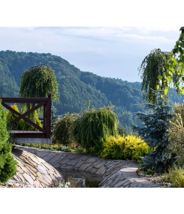 Trauer-Birke 'Youngii' 4 Trauer-Birke 'Youngii' – Bild 2