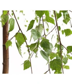 Trauer-Birke 'Youngii' 7 Trauer-Birke 'Youngii' -Pflanzenbedarf Geschäft 7075419 WE DE 001 BetulaPendulaYoungiiTrauerBirke15LDehnerExpressHerzig