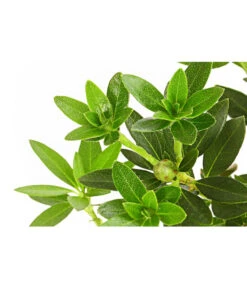 Rhododendron 'Bloombux®' -Pflanzenbedarf Geschäft 7077704 PR DE 001 RhododendronBloombux2LDehnerExpressHerzig