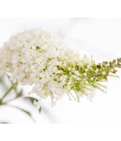 Sommerflieder -Pflanzenbedarf Geschäft 7080179 WE DE 001 BuddlejaDavWeissDehnerExpressZS