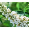 Sommerflieder -Pflanzenbedarf Geschäft 7080179 WE DE 002 SommerfliederBuddlejaDavidiiWeiss