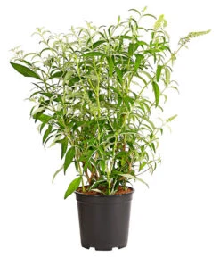 Sommerflieder -Pflanzenbedarf Geschäft 7080179 WE FS 001 BuddlejaHybrideWeisseSorteSommerflieder6 5LDehnerExpressHerzig