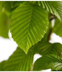 15 Meter Hainbuche, 60 X Ca. 150-175 Cm -Pflanzenbedarf Geschäft 7088883 WE DE 001 CarpinusBetulusHainbuche4LDehnerExpressZS