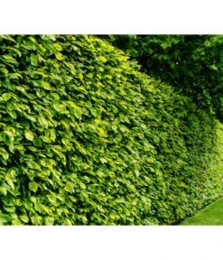 15 Meter Hainbuche, 60 X Ca. 150-175 Cm -Pflanzenbedarf Geschäft 7088883 WE MO 001 Luckner Hecke CarpinusBetulus