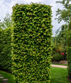 15 Meter Hainbuche, 60 X Ca. 150-175 Cm -Pflanzenbedarf Geschäft 7089188 WE MO Luckner Hecke CarpinusBetulusHainbuche