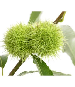 Esskastanie -Pflanzenbedarf Geschäft 7091580 PR DE 001 CastaneaSativaEsskastanieDehnerExpressHerzig