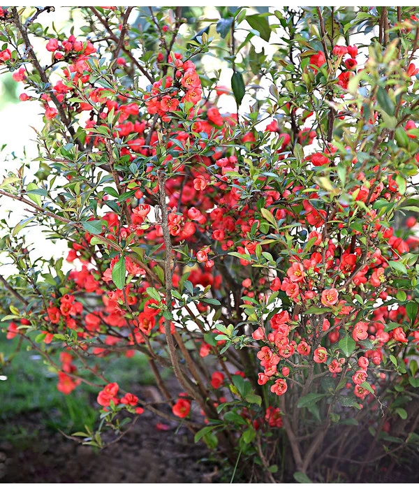 Zierquitte 5 Zierquitte – Bild 3