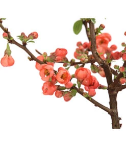 Zierquitte 9 Zierquitte -Pflanzenbedarf Geschäft 7101900 WE DE 001 ZierquitteChaenomelesFriesdorferTyp3LDehnerExpressHerzig