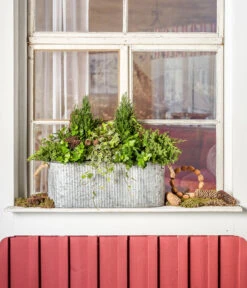 Efeu, Grün -Pflanzenbedarf Geschäft 7107303 WE MO 001 ScheinzypresseChamaecyparislawsonianaEfeu