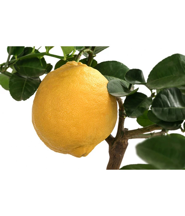 Kaiserzitrone 'Lipo' 5 Kaiserzitrone 'Lipo' – Bild 3