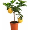 Kaiserzitrone 'Lipo' -Pflanzenbedarf Geschäft 7118508 WE FS 001 CitrusLipoT20Kaiserzitrone