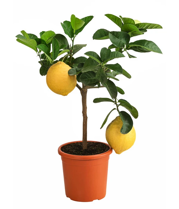 Kaiserzitrone 'Lipo' 3 Kaiserzitrone 'Lipo'