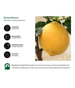 Kaiserzitrone 'Lipo' 6 Kaiserzitrone 'Lipo' -Pflanzenbedarf Geschäft 7118508 WE IG 002 Kaiserzitrone