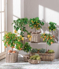 Dehner Gourmet Garten Goldsalbei 7 Dehner Gourmet Garten Goldsalbei -Pflanzenbedarf Geschäft 7119696 WE MO 001 CitrusGoldsalbei