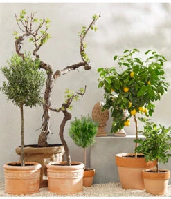 Feige, Dunkel -Pflanzenbedarf Geschäft 7120389 PR MO 001 MediterranGC10retusch