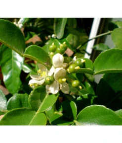 Dehner Gourmet Garten Kaffir-Limette 11 Dehner Gourmet Garten Kaffir-Limette -Pflanzenbedarf Geschäft 7120884 WE DE 002 GGCitrusHystrix Pixabay