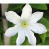 Waldrebe - Clematis 'Dancing Dorien®' -Pflanzenbedarf Geschäft 7121585 PR DE 001 ClematisWeissPixabay