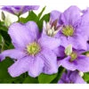 Waldrebe - Clematis, Blau, Rankhilfe 1 Waldrebe - Clematis, Blau, Rankhilfe -Pflanzenbedarf Geschäft 7123946 WE DE 001 ClematisBlauWaldrebe3LDehnerExpressHerzig