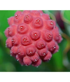 Blumen-Hartriegel -Pflanzenbedarf Geschäft 7133861 PR DE 001 CornusKousaFruchtPixabay