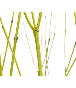 Gelbholz-Hartriegel 'Flaviramea' -Pflanzenbedarf Geschäft 7136815 WE DE 001 CornusStoloniferaFlavirameaGelbholzHartriegel