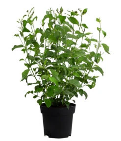 Gelbholz-Hartriegel 'Flaviramea' -Pflanzenbedarf Geschäft 7136815 WE FS 001 CornusStoloniferaFlavirameaGelbholzHartriegel6 5L