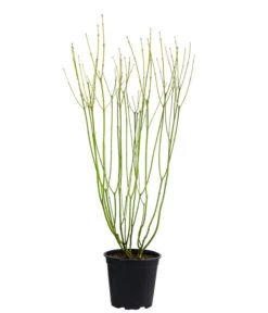 Gelbholz-Hartriegel 'Flaviramea' -Pflanzenbedarf Geschäft 7136815 WE FS 003 CornusStoloniferaFlavirameaGelbholzHartriegel