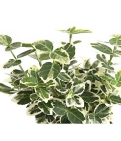 Kriech-Spindelstrauch 'Emerald Gaiety' -Pflanzenbedarf Geschäft 7177512 WE DE 003 EuonymusSpindelstrauchFortuneiEmeraldGaiety9CDehnerExpressHerzig