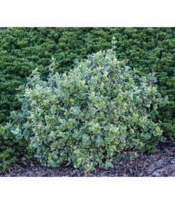 Kriech-Spindelstrauch 'Emerald Gaiety' -Pflanzenbedarf Geschäft 7177512 WE MO 003 EuonymusSpindelstrauch