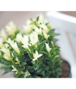 Kriech-Spindelstrauch 'Paloma Blanca' -Pflanzenbedarf Geschäft 7178650 PR MO 005 EuonymusJaponicaPalomaBlanca9CAllGreen