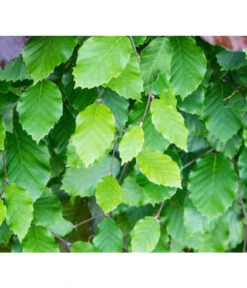 7 Meter Rotbuche, 14 X Ca. 200-225 Cm 11 7 Meter Rotbuche, 14 X Ca. 200-225 Cm -Pflanzenbedarf Geschäft 7185077 FagusSylvaticaDetailLuckner 1