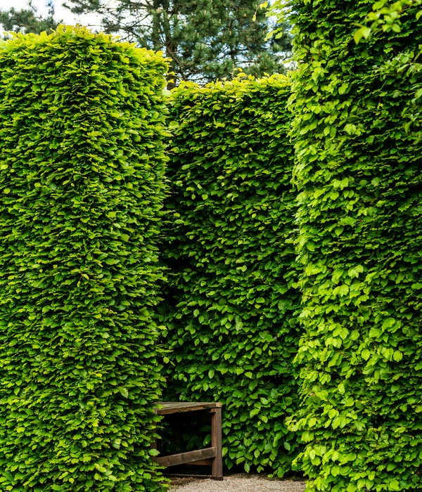 7 Meter Rotbuche, 14 X Ca. 200-225 Cm 6 7 Meter Rotbuche, 14 X Ca. 200-225 Cm – Bild 4