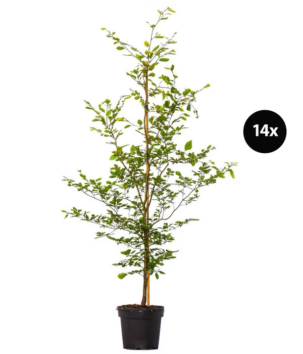 7 Meter Rotbuche, 14 X Ca. 200-225 Cm 3 7 Meter Rotbuche, 14 X Ca. 200-225 Cm