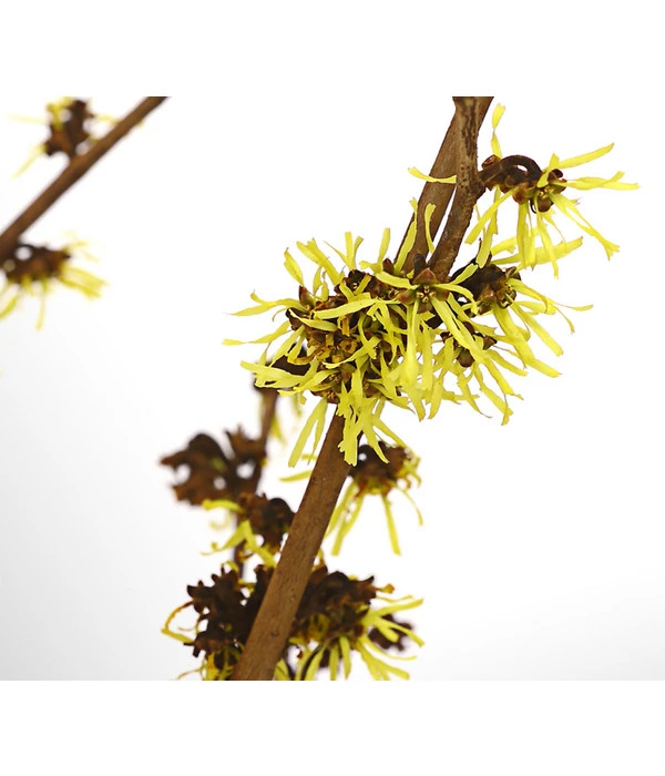 Chinesische Zaubernuss 4 Chinesische Zaubernuss – Bild 2