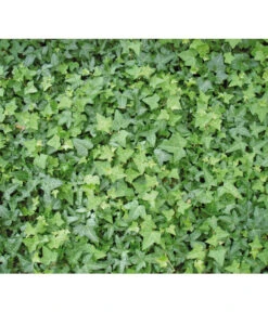 Efeu, Grün -Pflanzenbedarf Geschäft 7207871 BildD 001 GewoehnlicherEfeuHedHelix