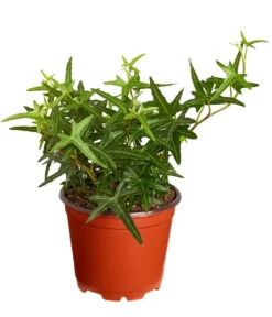 Efeu, Verschiedene Sorten -Pflanzenbedarf Geschäft 7211261 PR FS 002 HederaT9DehnerExpressZS