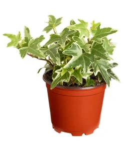 Efeu, Verschiedene Sorten -Pflanzenbedarf Geschäft 7211261 PR FS 004 HederaT9DehnerExpressZS