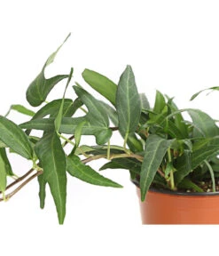 Efeu, Verschiedene Sorten -Pflanzenbedarf Geschäft 7211261 WE DE 001 HederaMixDehnerExpressHerzig