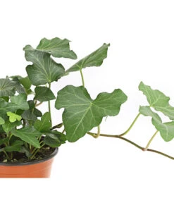 Efeu, Verschiedene Sorten -Pflanzenbedarf Geschäft 7211261 WE DE 002 HederaMixDehnerExpressHerzig